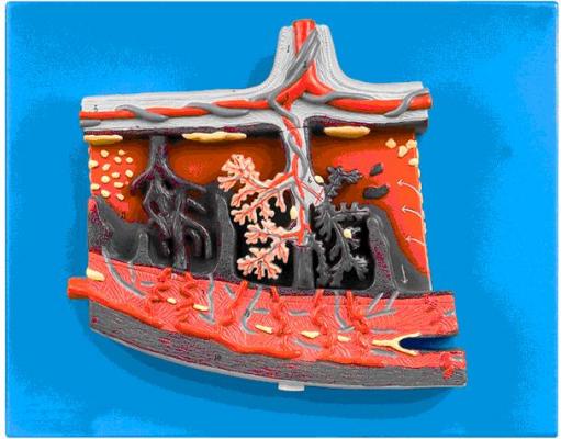 胎盤組織放大模型 GD/A42010/2