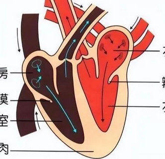 s3ctf129愛(ài)德華經(jīng)導(dǎo)管主動(dòng)脈瓣膜系統(tǒng)